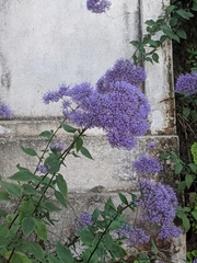 Trachelium caeruleum