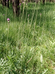 Cirsium rivulare