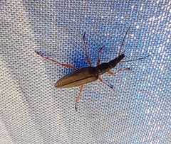 Stenostoma rostratum