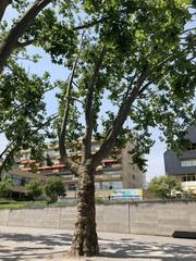 Platanus occidentalis