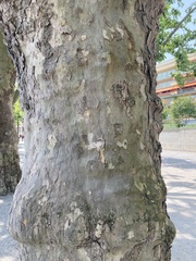 Platanus occidentalis