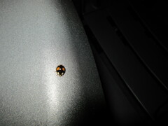 Harmonia axyridis