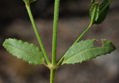 Gonocarpus acanthocarpus