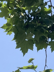 Platanus occidentalis