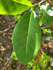Elaeodendron xylocarpum