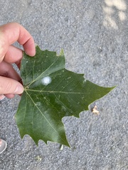 Platanus occidentalis