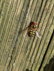 Lapposyrphus lapponicus