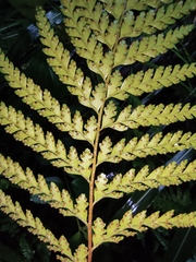 Microlepia pseudostrigosa