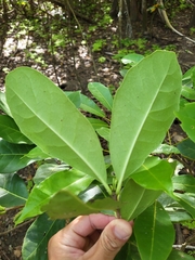 Elaeodendron xylocarpum