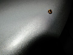 Harmonia axyridis