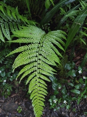 Microlepia pseudostrigosa