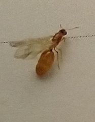 Solenopsis carolinensis