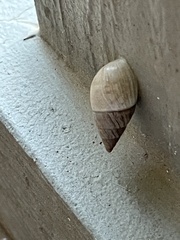 Bulimulus bonariensis