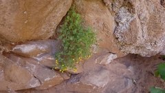 Perityle tenella