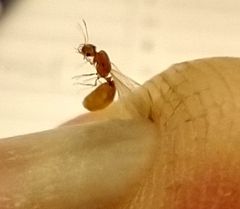 Solenopsis carolinensis