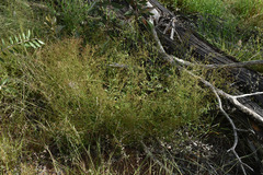 Gonocarpus acanthocarpus