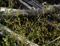 Gonocarpus acanthocarpus