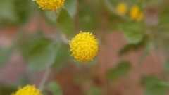 Perityle tenella