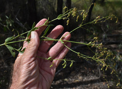 Gonocarpus acanthocarpus