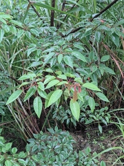 Triadica cochinchinensis