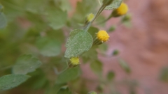 Perityle tenella