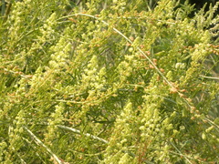 Reseda lutea