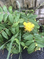 Hypericum