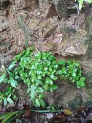 Melastoma dodecandrum