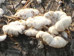 Schizophyllum commune