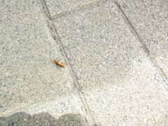 Cantharis