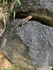 Psammophilus dorsalis