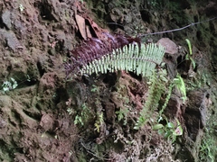 Diplopterygium glaucum