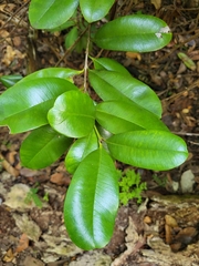 Pimenta racemosa grisea