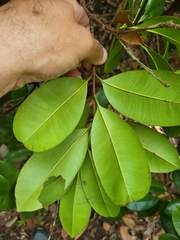 Pimenta racemosa grisea