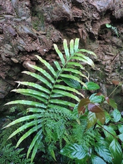 Blechnum orientale