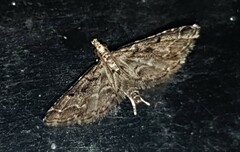 Sufetula hemiophthalma