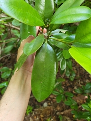 Pimenta racemosa grisea