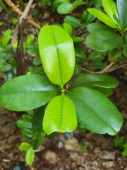 Pimenta racemosa grisea