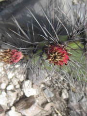 Opuntia stenopetala