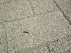 Cantharis