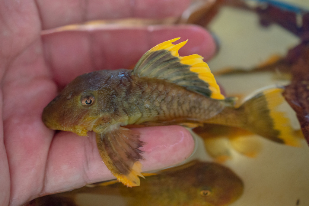 mango pleco