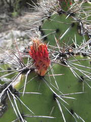 Opuntia stenopetala