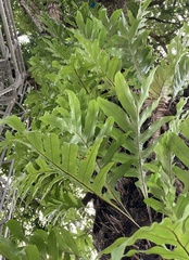 Drynaria quercifolia
