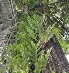 Drynaria quercifolia