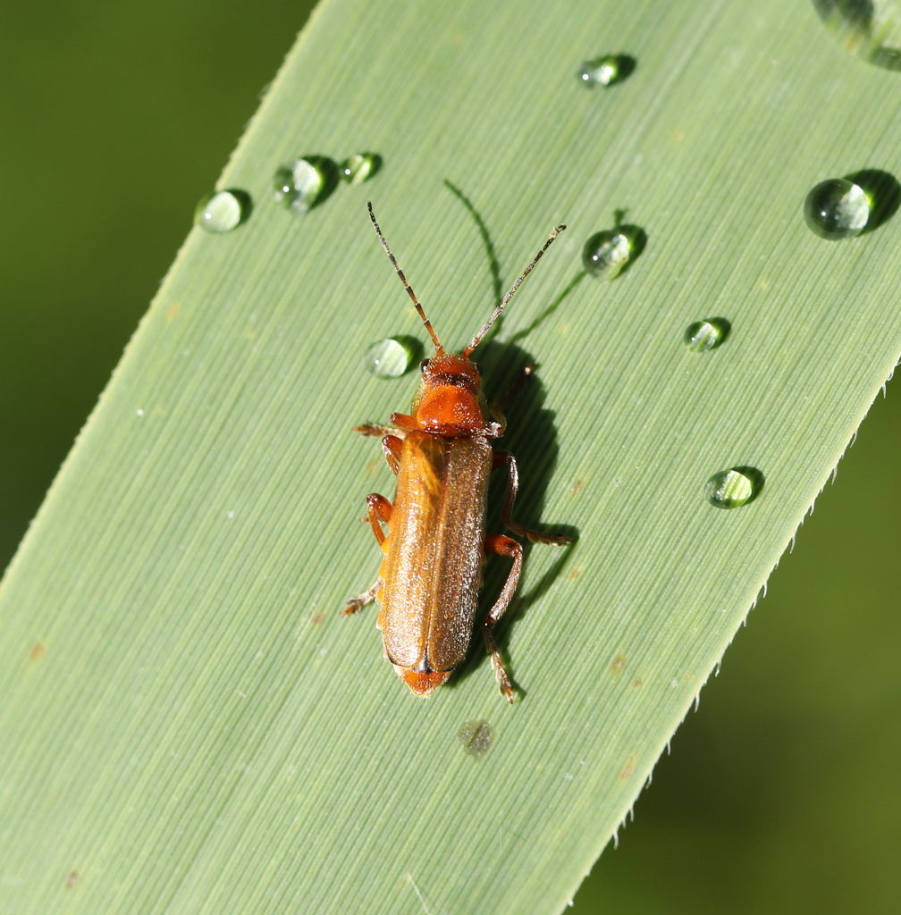 Cantharis rufa from Gonfrevillel'Orcher, France on May 17, 2022 at 02