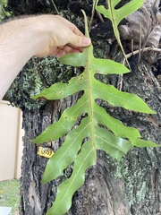 Drynaria quercifolia