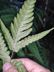 Woodwardia japonica