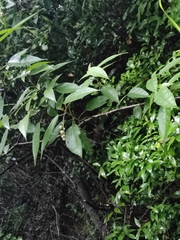 Mallotus repandus