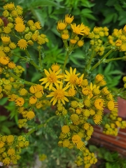 Jacobaea vulgaris