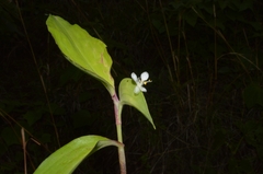 Commelina suffruticosa